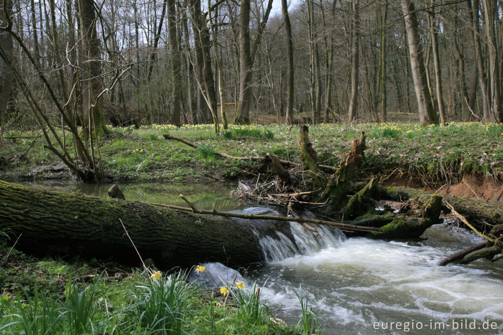 Detailansicht von Wildnarzissen mit Hohnbach