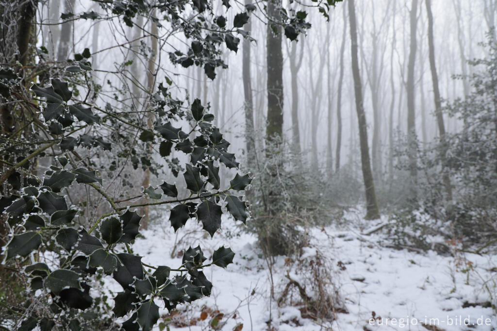 Detailansicht von Winter im Vijlenerbosch bei Vaals