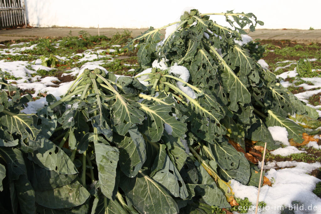 Detailansicht von Winterlicher Rosenkohl, Brassica oleracea