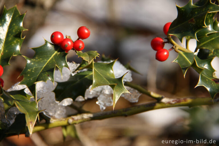 Ilex Ohne Stacheln Mit Roten Beeren