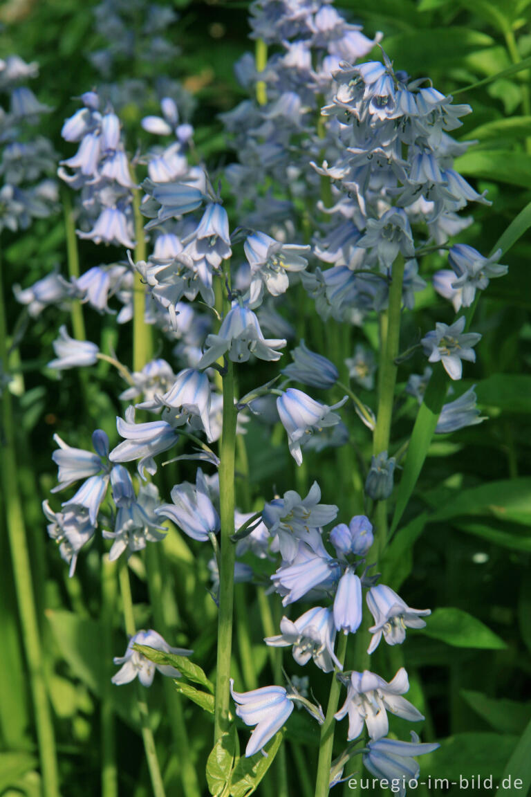 Spanisches Hasenglöckchen, Hyacinthoides hispanica (Mill.) Rothm.