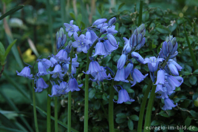 Hasenglöckchen, Hyacinthoides, als Gartenblume