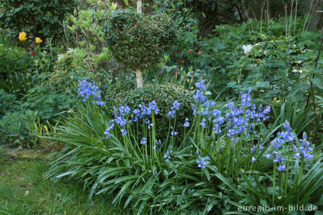 Hasenglöckchen, Hyacinthoides, als Gartenblume