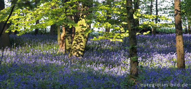 Fotostory Im Reich der Blauen Blumen - der Hasenglöckchen-Wald bei Hückelhoven