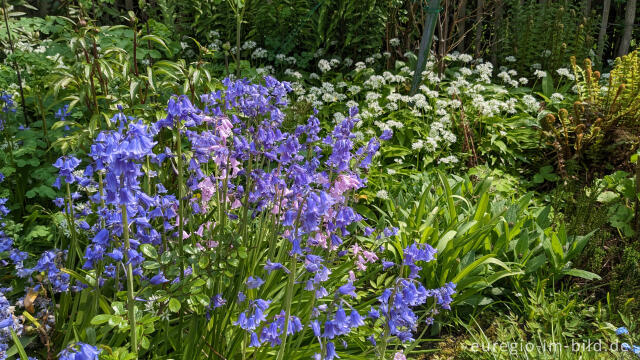 Fotostory Das Hasenglöckchen als Gartenblume