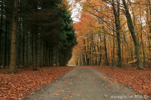 Fotostory Fichtenwälder der Eifel