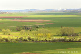 Auf dem Bürvenicher Berg 
