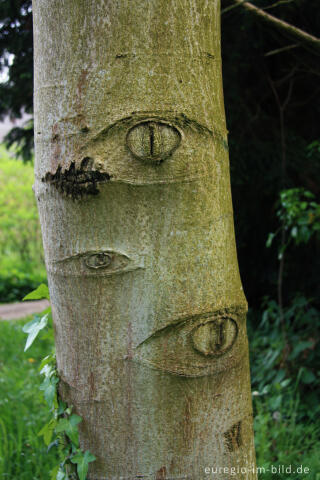 Baumaugen an einem Walnussbaum