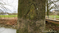 Baumnarbe mit einer besonderen Geschichte