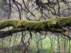 Bemooster Zweig im Perlenbachtal