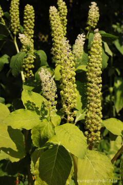 Blühende Kermesbeer (Phytolacca)