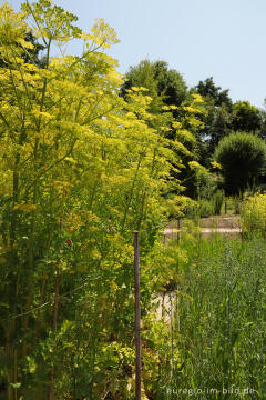Blühende Pastinaken im Schlossgarten von Oud-Valkenburg