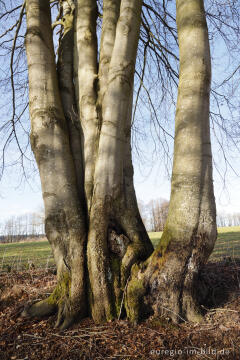 Ehemalige Buchenhecke am Kieselbacherweg westlich von Imgenbroich