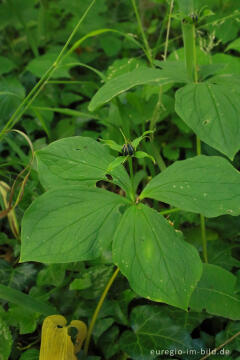 Einbeere (Paris quadrifolia)