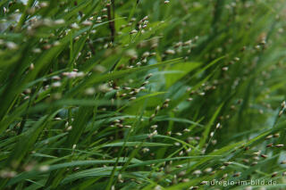 Einblütiges Perlgras, Melica uniflora