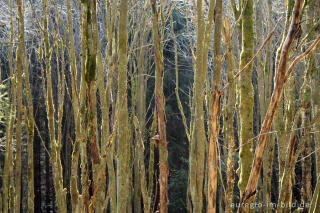 Erlenbruchwald im Perlenbachtall, Eifel