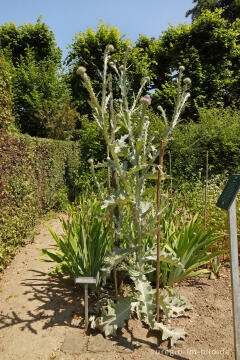 Eselsdistel (Onopordum acanthium)