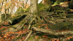 Felsen und Baumwurzeln im Müllerthal, Luxemburg