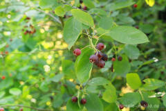 Felsenbirne (Amelanchier ovalis) mit unreifen Früchten