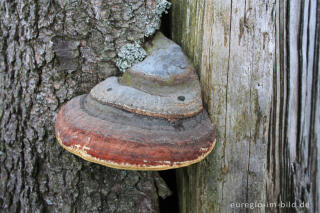 Fichtenporling, Fomitopsis pinicola 