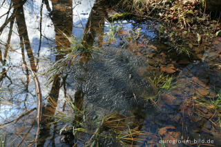 Froschlaich, Hohnbachtal, Kelmis (B)