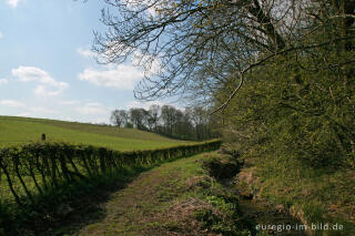 Frühling am Hitfelder Bach