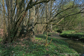 Frühling am Hitfelder Bach bei Aachen
