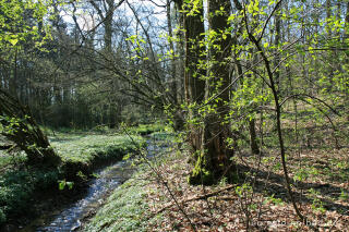 Frühling am Hitfelder Bach bei Aachen