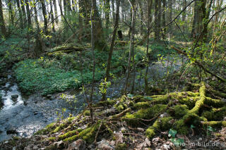 Frühling am Hitfelder Bach
