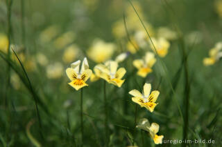 Galmei-Veilchen, Viola calaminaria, beim Schlangenberg, Breinigerheide, Nordeifel