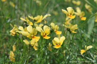 Galmei-Veilchen, Viola calaminaria, beim Schlangenberg, Breinigerheide, Nordeifel