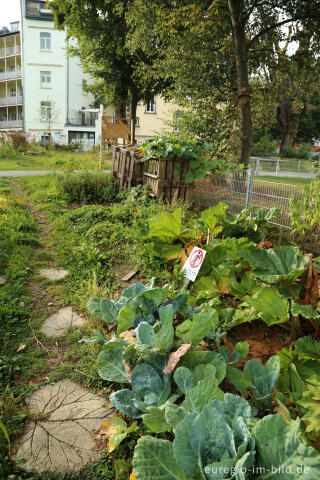 Gemeinschaftsgarten HirschGrün (Suermondt-Park), Aachen 2016