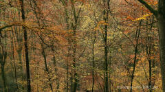 Herbstlicher Buchenwald im Müllerthal, Luxemburg