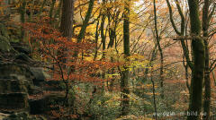 Herbstlicher Wald im Müllerthal, Luxemburg