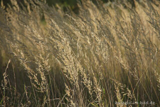 Herbstliches Wiesen-Rispengras, Poa pratensis