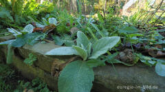 Im Garten von Detlef Röper, Aachen