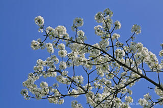 Kirschblüte