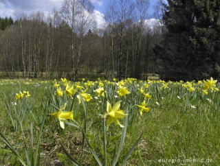 Narzissenwiese im Fuhrtsbachtal