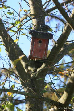 Nistkasten in einem Apfelbaum