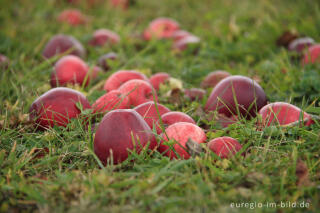 Rote Äpfel im Gras