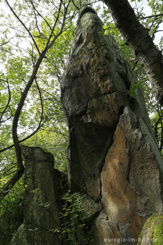 Umläufer auf dem Stenzelberg
