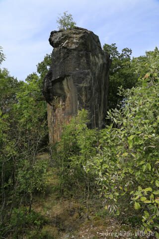 Umläufer auf dem Stenzelberg