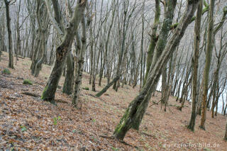 Wald beim Obersee, Rureifel