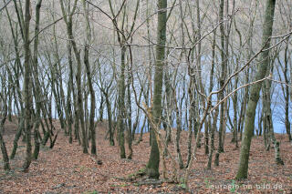 Wald beim Obersee, Rureifel