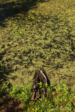 Wasserlinsen im Schlossgarten Oud-Valkenburg