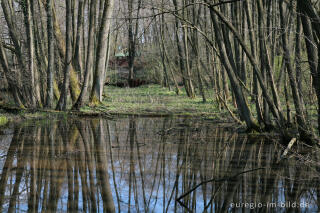 Weiher beim Hitfelder Bach