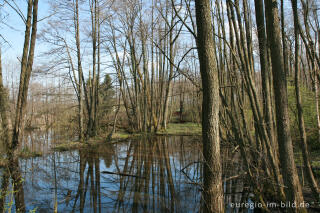 Weiher beim Hitfelder Bach