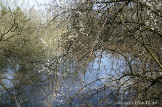 Weiher beim Hitfelder Bach