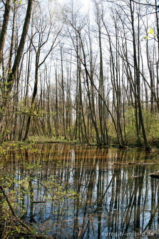 Weiher beim Hitfelder Bach