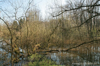 Weiher beim Hitfelder Bach 